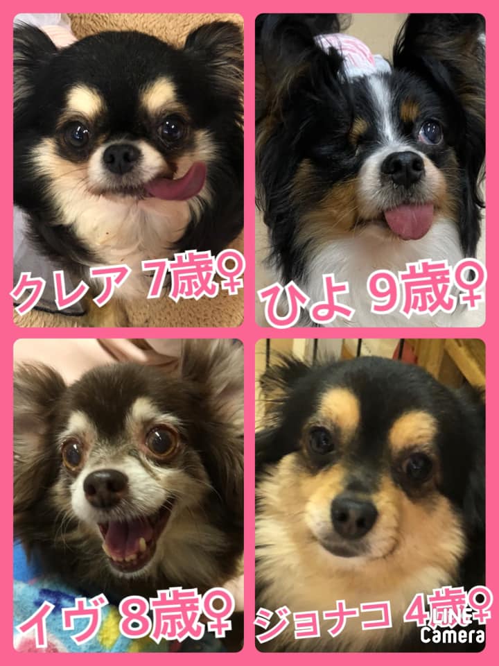 🐾今日の里親様募集中ワンコ🐶メンバーです🐾2021,4,12